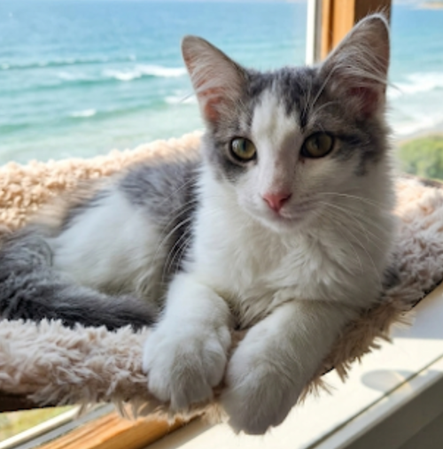 Lilac, a cat for adoption from The TNR Project