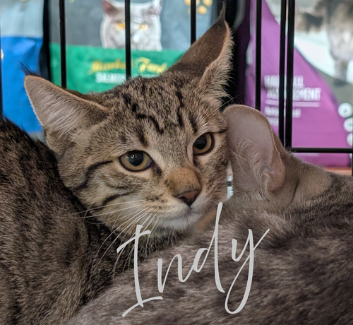 Indy, a cat for adoption from The TNR Project