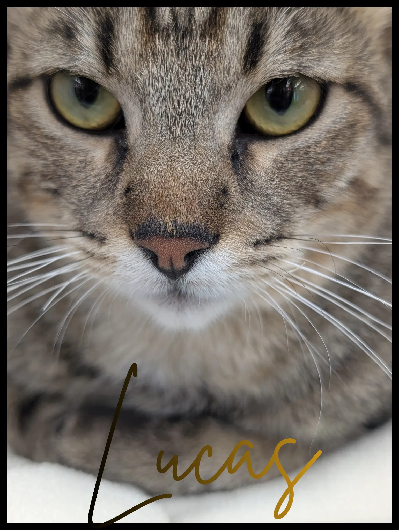 Lucas - Tabby