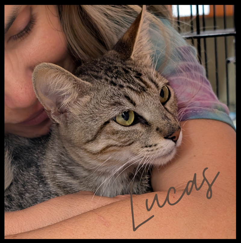 Lucas, photo 2