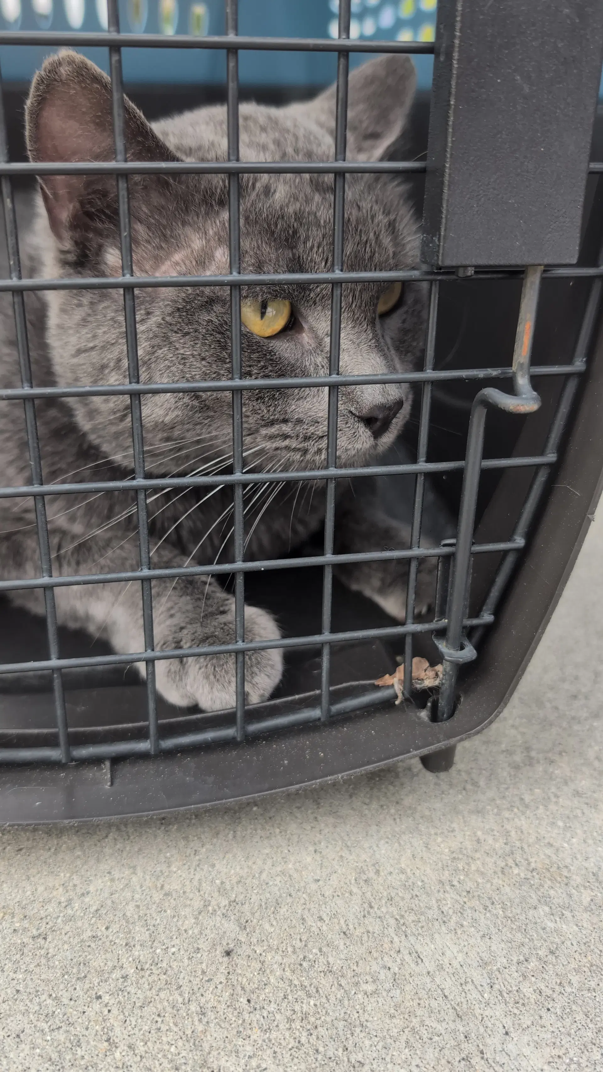 Marmont - Chartreux