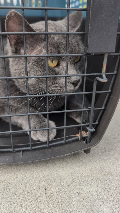 Marmont, a cat for adoption from The TNR Project