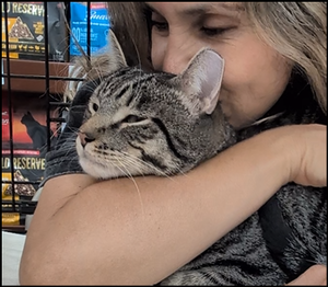 Jebediah, an adult male Tabby cat up for adoption