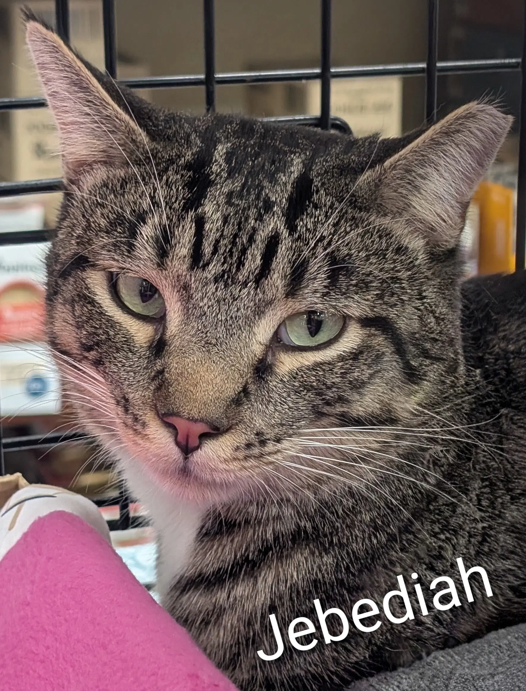 Jebediah image 2