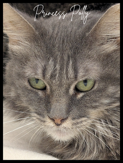 Princess Polly Pocket, a cat for adoption from The TNR Project