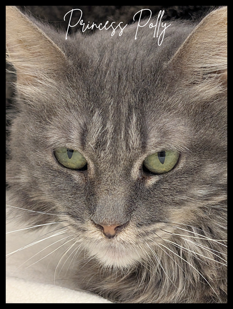 Princess Polly Pocket, an adult female Tabby cat up for adoption