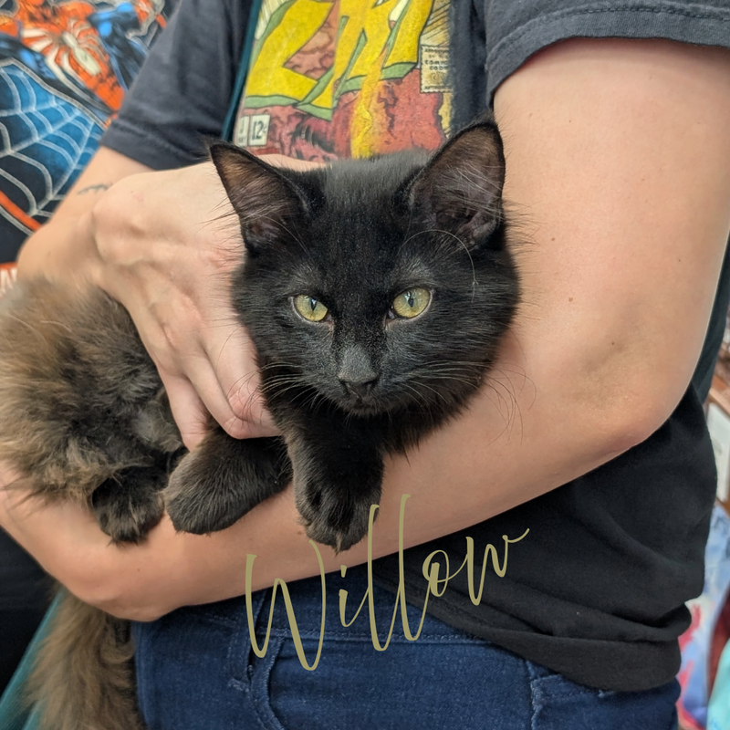 Willow, a young female cat up for adoption