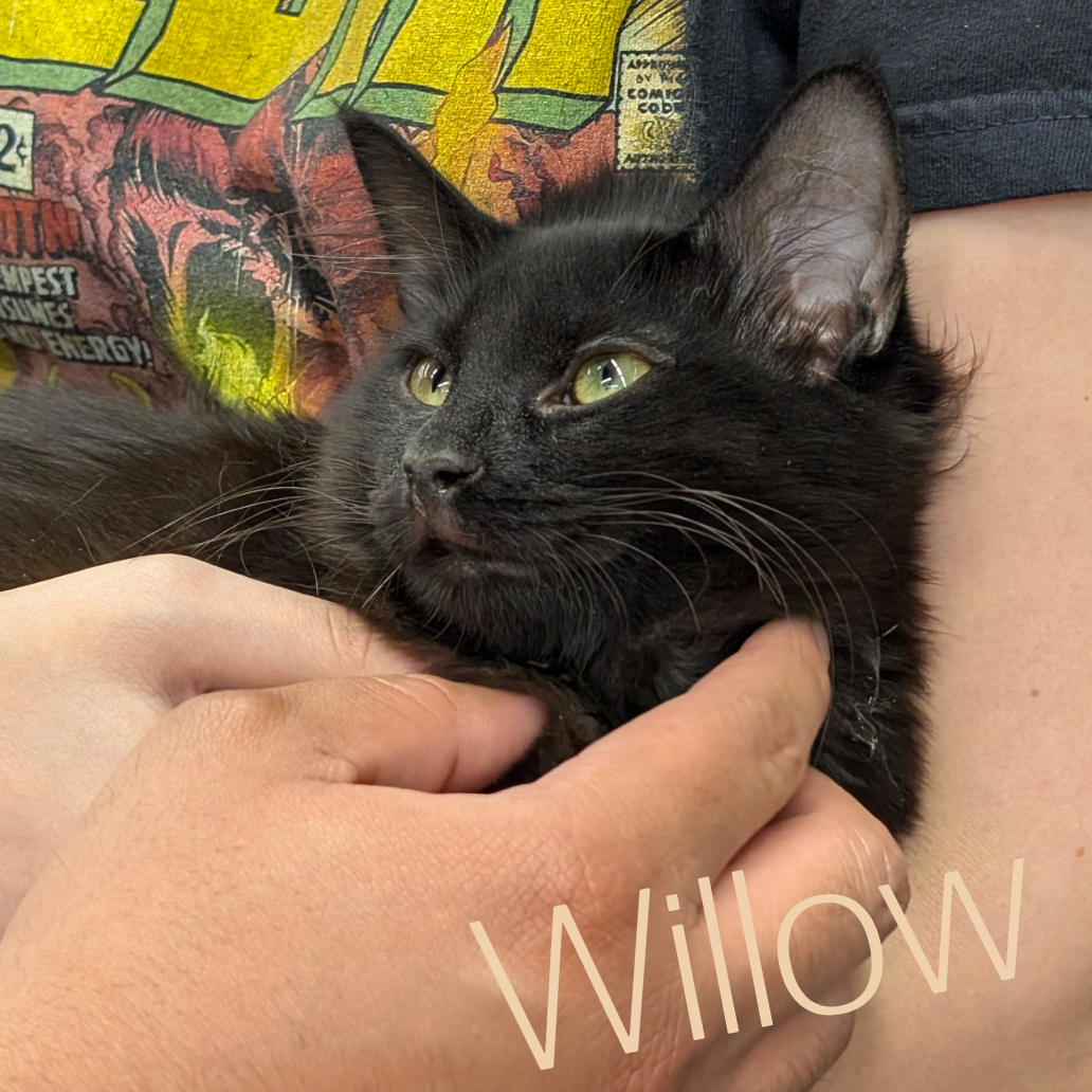 Willow (Out on Trial), photo 2