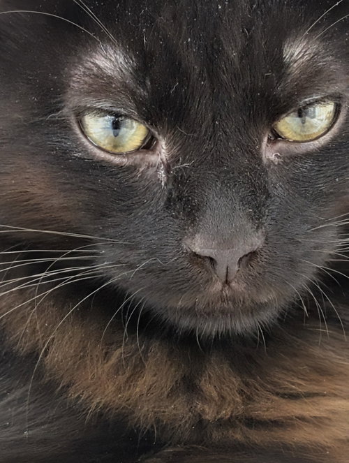 Wizard, a cat for adoption from The TNR Project