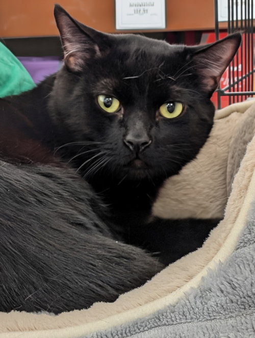 Yani, Domestic Short Hair (short coat)