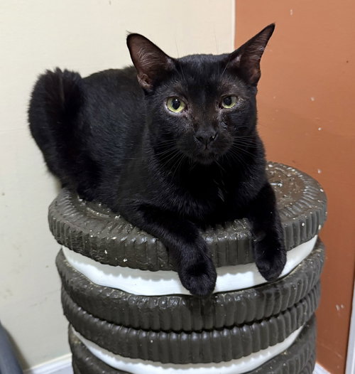 Castor, an adoptable Domestic Short Hair in Long Beach, MS