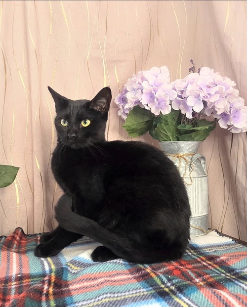 Vesper, an adoptable Domestic Short Hair in Long Beach, MS