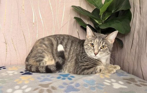 Sugar, Domestic Short Hair, cat for adoption in Gulfport, Mississippi