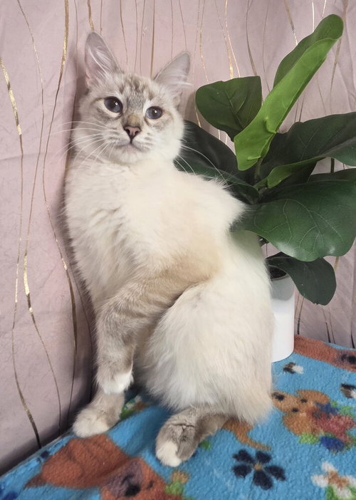 Mirelda, an adoptable Siamese in Long Beach, MS