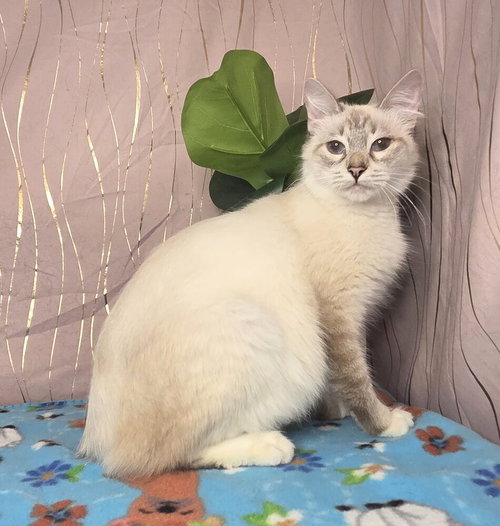 Mirelda, an adoptable Siamese in Long Beach, MS