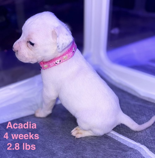 Acadia — thumbnail 6