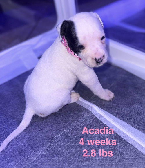 Acadia — thumbnail 7