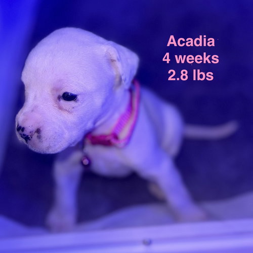 Acadia — thumbnail 8