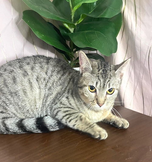 Moshi, Domestic Short Hair, cat for adoption in Gulfport, Mississippi
