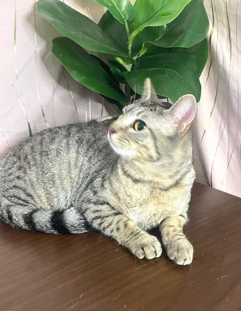 Photo 4 of Moshi
