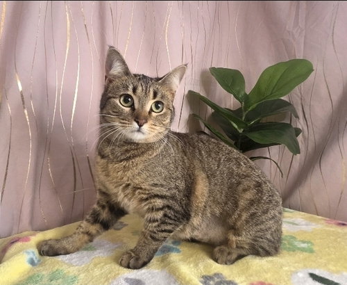 Pumpkin, Young Domestic Short Hair (short coat), cat for adoption in Gulfport, Mississippi