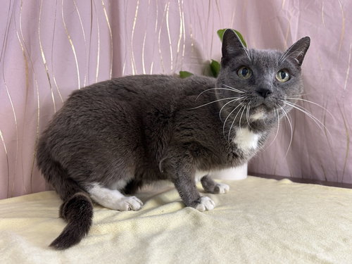 Saeris, an adoptable Domestic Short Hair in Long Beach, MS