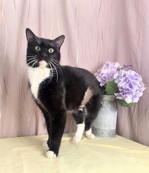 Elvis, an adoptable Domestic Short Hair in Long Beach, MS