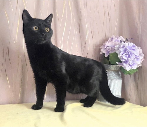 Smokie, an adoptable Domestic Short Hair in Long Beach, MS