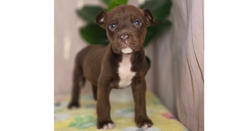 Ghirardeli, an adoptable Boxer in Long Beach, MS
