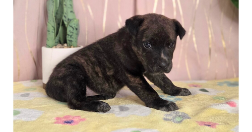 Nestle, an adoptable Boxer in Long Beach, MS