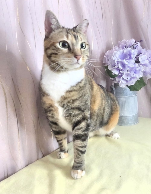 Calico, an adoptable Domestic Short Hair in Long Beach, MS