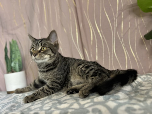 Stripey (FELV+), an adoptable Domestic Short Hair in Long Beach, MS