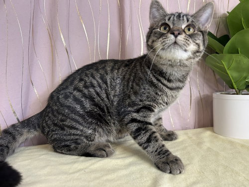 Photo 2 of Stripey (FELV+)