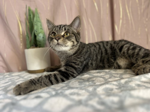 Photo 3 of Stripey (FELV+)
