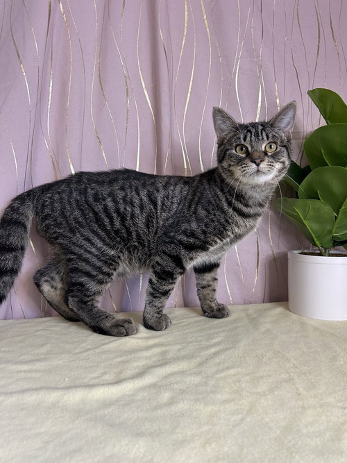 Photo 4 of Stripey (FELV+)