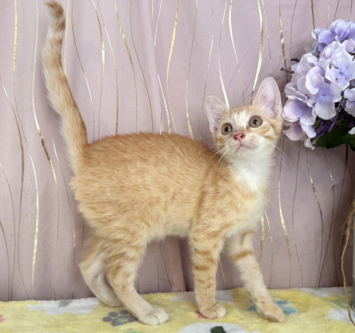 Ginger, an adoptable Domestic Short Hair in Long Beach, MS