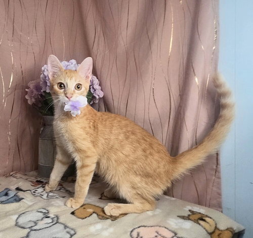 Ginger, an adoptable Domestic Short Hair in Long Beach, MS
