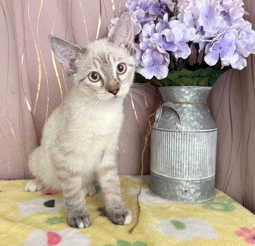 Berry, an adoptable Siamese in Long Beach, MS
