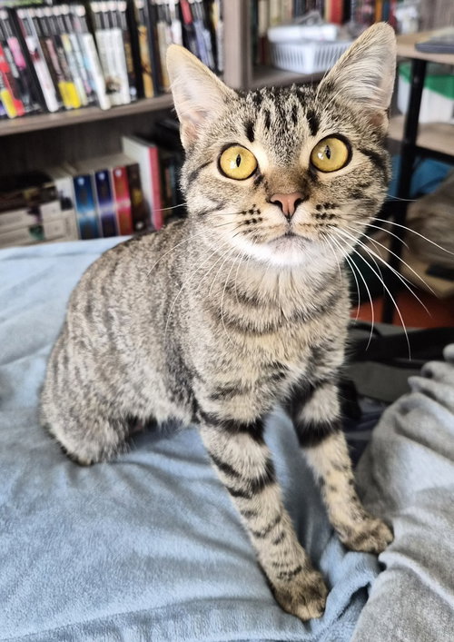 Sandy (FELV+), an adoptable Domestic Short Hair in Long Beach, MS