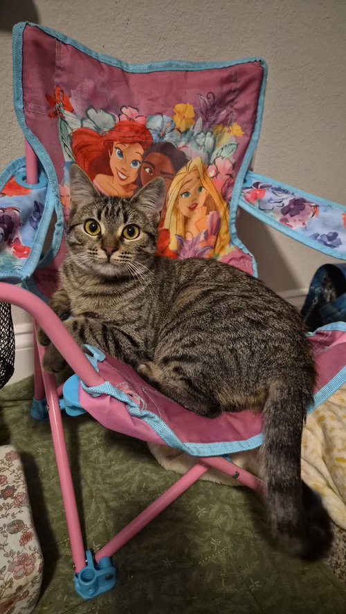 Photo 2 of Sandy (FELV+)