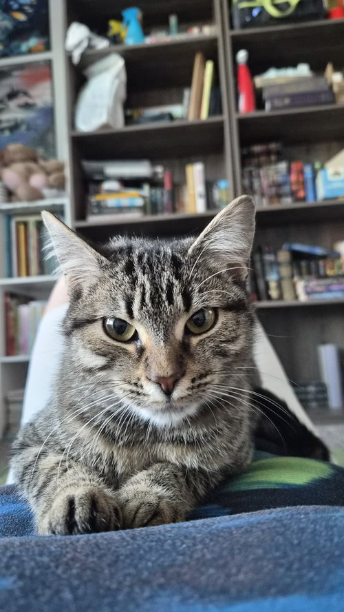 Photo 3 of Sandy (FELV+)