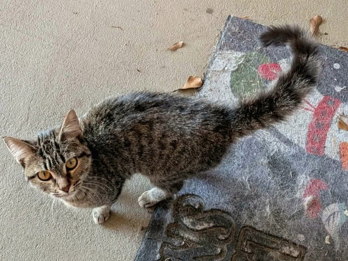 Photo 4 of Sandy (FELV+)
