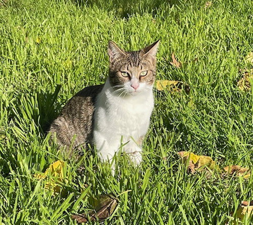 Baby Boy, an adoptable Domestic Short Hair in Long Beach, MS
