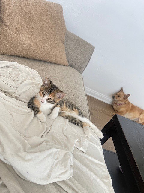 Baby Girl, Baby Calico (short coat), cat for adoption in Gulfport, Mississippi