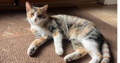 Photo 2 of Baby Girl