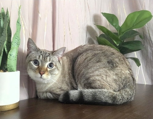 Cash, an adoptable Siamese in Long Beach, MS