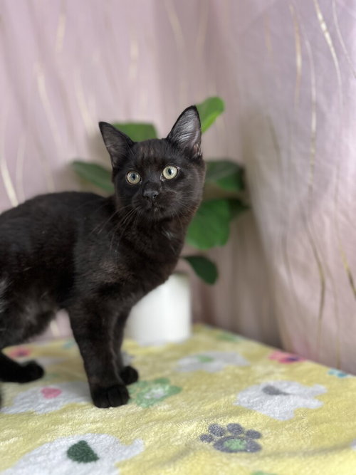 Pebble, an adoptable Domestic Short Hair in Long Beach, MS