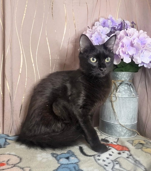 Pebble, an adoptable Domestic Short Hair in Long Beach, MS