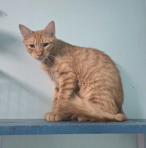 Nibs, an adoptable Domestic Short Hair in Long Beach, MS