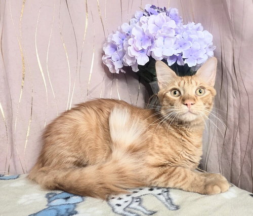 Nibs, an adoptable Domestic Short Hair in Long Beach, MS